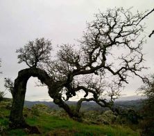bent oak tree.jpg